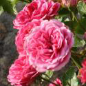 805_elmshorn 3_125.jpg